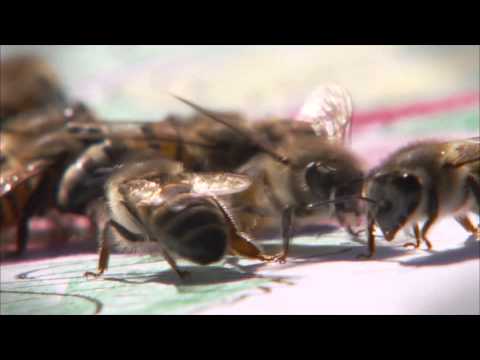 Centrum® Guardians 2011 - Family attacked by Angry Bees