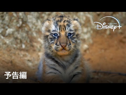 予告編（字幕版）