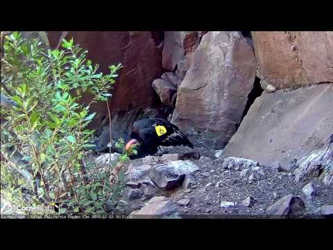 Male Condor #206 Jumps Down to Nesting Area and Feeds Chick – July 27, 2017