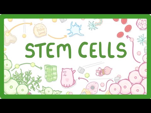 GCSE Biology - What are Stem Cells? Difference Between Embryonic and Adult Stem Cells