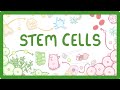 Understanding Stem Cells: Embryonic, Adult, and Plant Stem Cells Explained