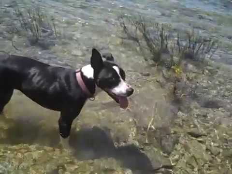 Pere Ubu - Goodnite Irene