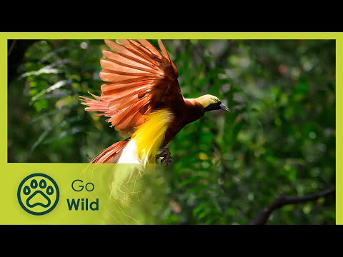 The Highlands Region - Tribal Life 1/4 - Go Wild