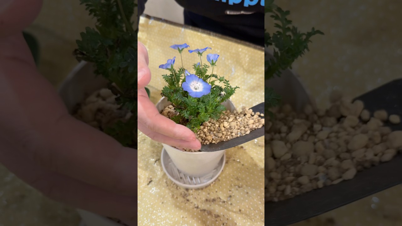 買ってきたネモフィラ、鉢に植え替えるだけの日　#ネモフィラ