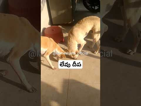 Lev deepa😀 #comedy #aniimalsdubbing #funny #dubbingtime #comedymovies #pets #funnydubing#funnycomedy