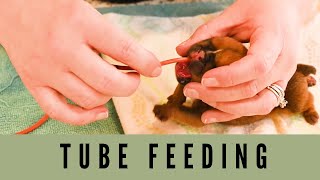 How to tube feed a puppy