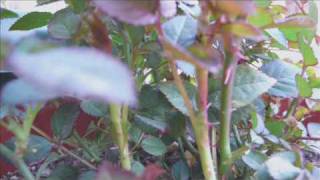 MILT JACKSON & THELONIOUS MONK QUINTET.Evidence