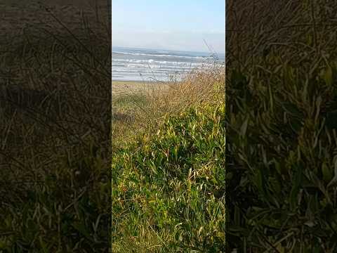 Uruguay Natural Palmares De La Coronilla #Uruguay #uruguaio