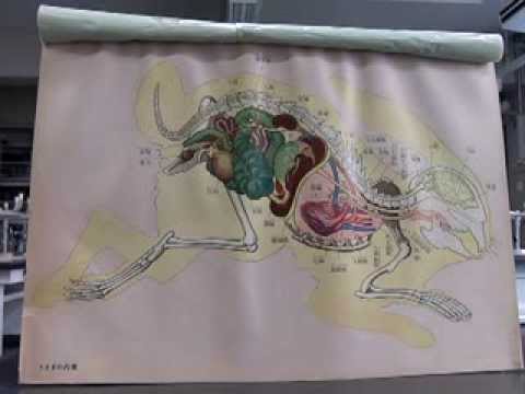 ウサギの解剖学