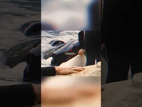 Scary Morbid Facts: Dawn Brancheau’s Orca Tragedy #shorts