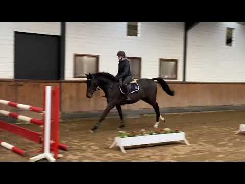 Troubadour (3yo by PEGASE van’t Ruytershof x Diamant de Semilly)