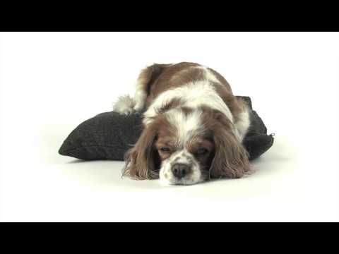 Dr Selavy's Magic Theatre (Fireman's Song)