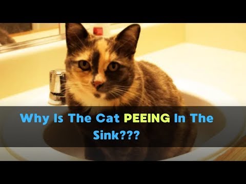 Why Is My Cat Peeing In The Sink? | Cats Peeing Outside The Litter Box Is Disgusting