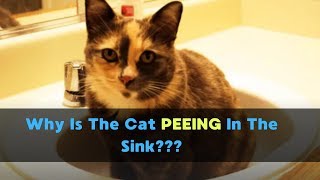 Why Is My Cat Peeing In The Sink? | Cats Peeing Outside The Litter Box Is Disgusting