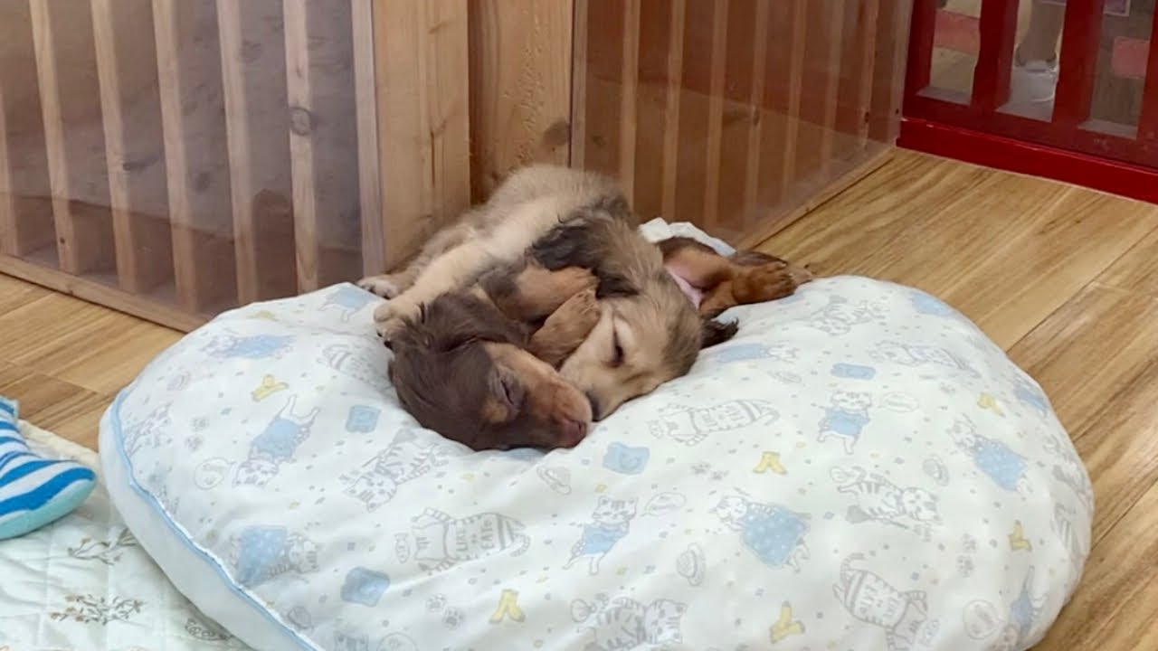 抱き合いながら眠る犬🐶💕 #shorts