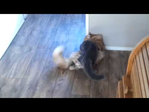 Norwegian forest cat versus Mainecoon