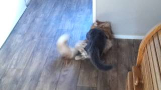 Norwegian forest cat versus Mainecoon