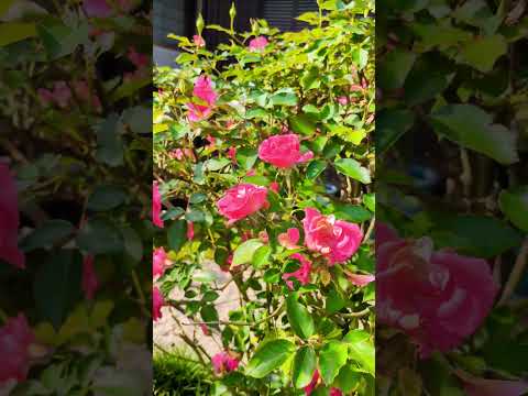 つるの花、屋外の急速に成長するつるバラの茂み、装飾的な低木