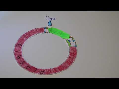 Die Grundoperationen der Gentechnik