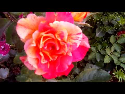 English gulab plant, rose gulab care growing and all information with Mr Murtaza Mali