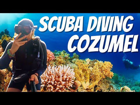 Where to Scuba Dive in Mexico | Diving Santa Rosa Wall Cozumel | Best Places to Scuba Dive 2021
