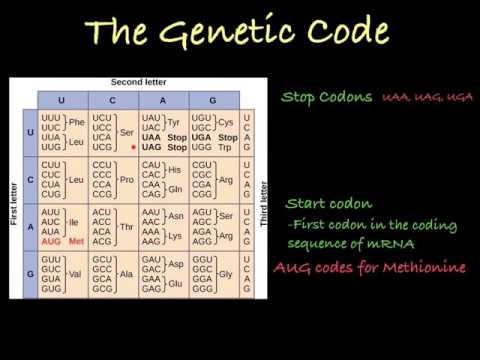 The Genetic Code- how to translate mRNA