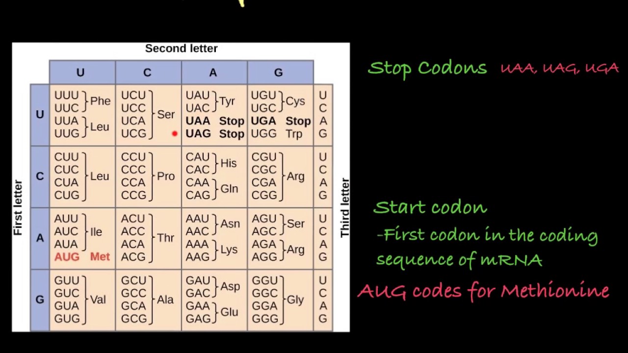 The Genetic Code- how to translate mRNA