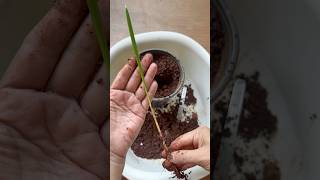 How to grow date palm from seed 🌴🏝️ #plantstoriesbypoojaaparajita #dates #date #datepalm