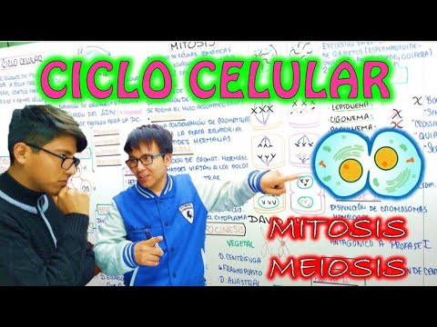 [ BIOLOGÍA FREE ] - CICLO CELULAR | MITOSIS Y MEIOSIS 👉😍🌿