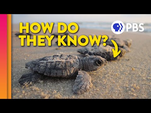 How Baby Sea Turtles Find Their Way Home