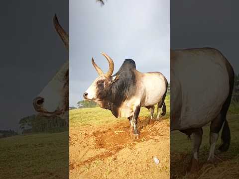Pagla guro 🔥🐂#cow #animals #shorts #viralvideo #foryou #2024