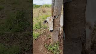 novilha presa na forquilha