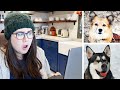 I Tested My Dog S DNA