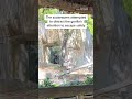 Zookeepers try to escape enclosure with male gorilla