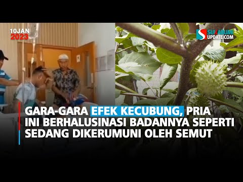Gara-gara Efek Kecubung, Pria ini Berhalusinasi badannya seperti sedang dikerumuni oleh Semut