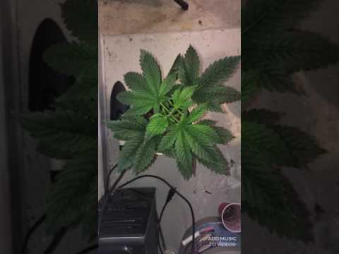 Jr barraza de 7 uno solo