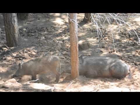 Caminhada no Parque Biológico de Vinhais (Vinhais)