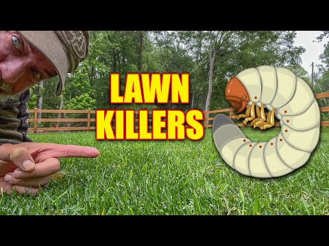 Grubs in the Lawn - How to Identify and Kill Grubs