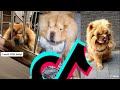 Cutest Chow Chow TikTok Compilation | Dogs Of TikTok