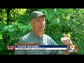 Zoo Barrier Not Up To Standards When Harambe Shot