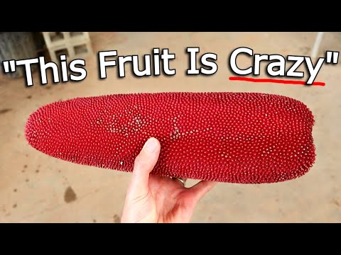 We Made Sauce Out of an Insane Fruit - RED PANDANUS (marita fruit)