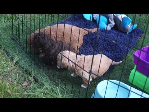 Piper's 3.5 week old, gorgeous Cavoodle puppies - exploring outside