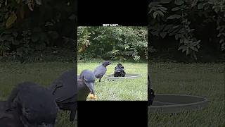Download lagu Crows Outsmarted the Vulture... But Then a Falcon Arrived! #trending #animals #wildlife #birds mp3 Download lagu Crows Outsmarted the Vulture... But Then a Falcon Arrived! #trending #animals #wildlife #birds mp3