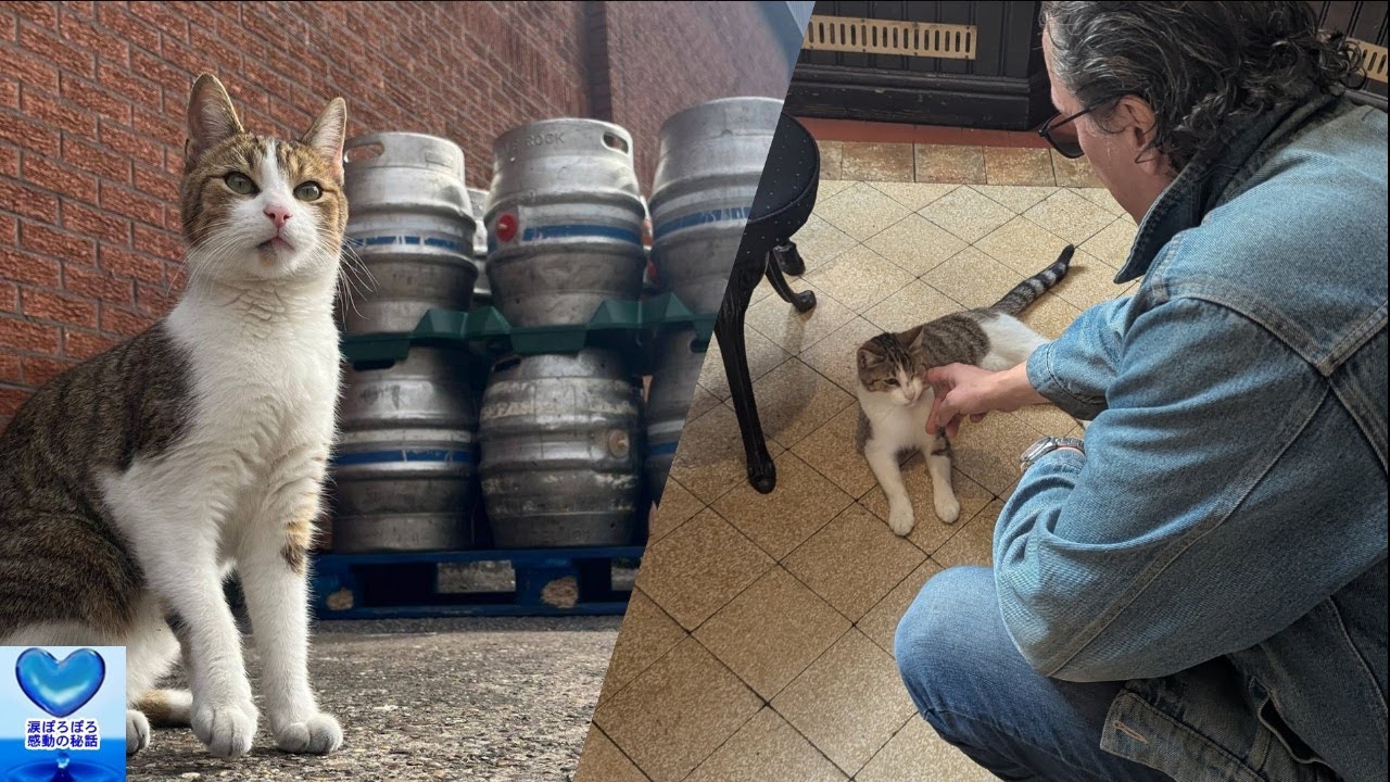 行方不明の猫が発見されたのは自宅から53km離れたパブ。無事自宅に戻ったのだが・・・