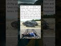Giant Leatherback Turtle Leaves Rare Nest On Sanibel Beach