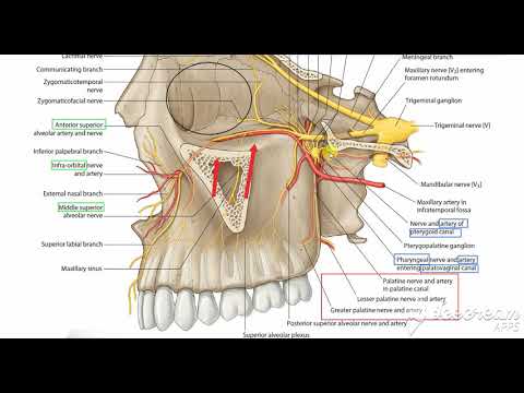 Maxillary artery 1