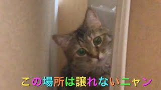 ゆめちゃんのお気に入りの場所(*´꒳`*) Yume-chan's favorite place
