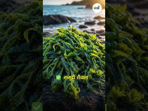 No.1 Jodi - Terra One & Terra Aura G