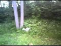 V Looking For Chipmunks