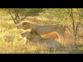 "Born Free" By: John Barry